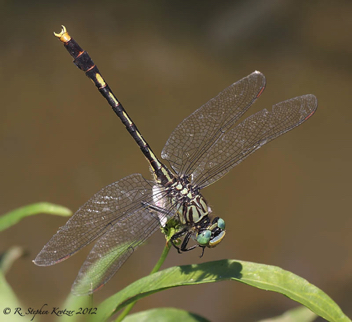 Arigomphus villosipes, male